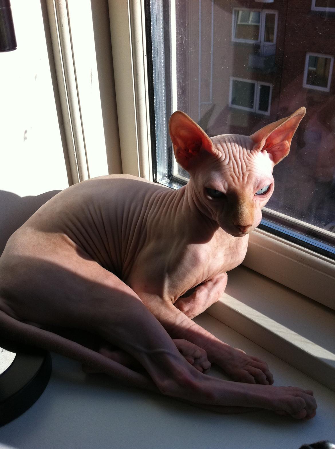 Sphynx Aslan billede 7