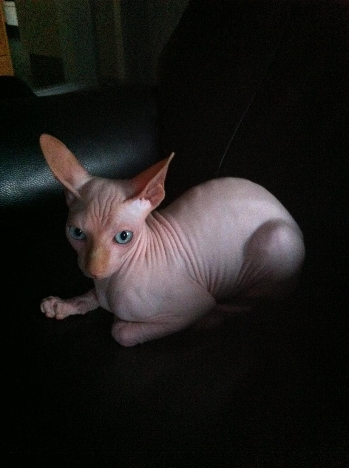 Sphynx Aslan billede 8