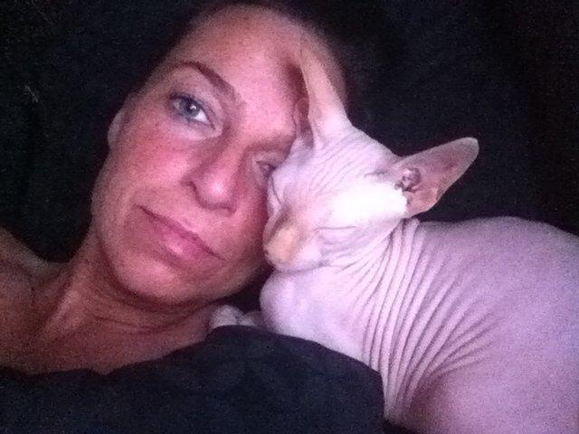 Sphynx Aslan billede 9