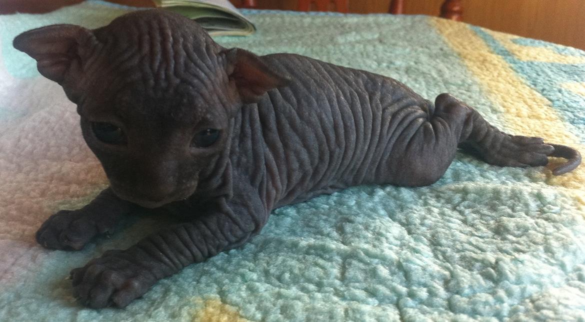 Sphynx Siff billede 2