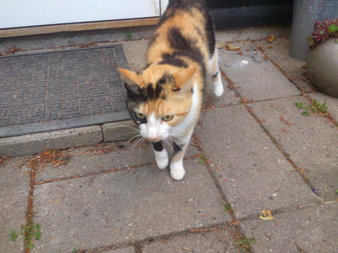 Huskat Pletti billede 5