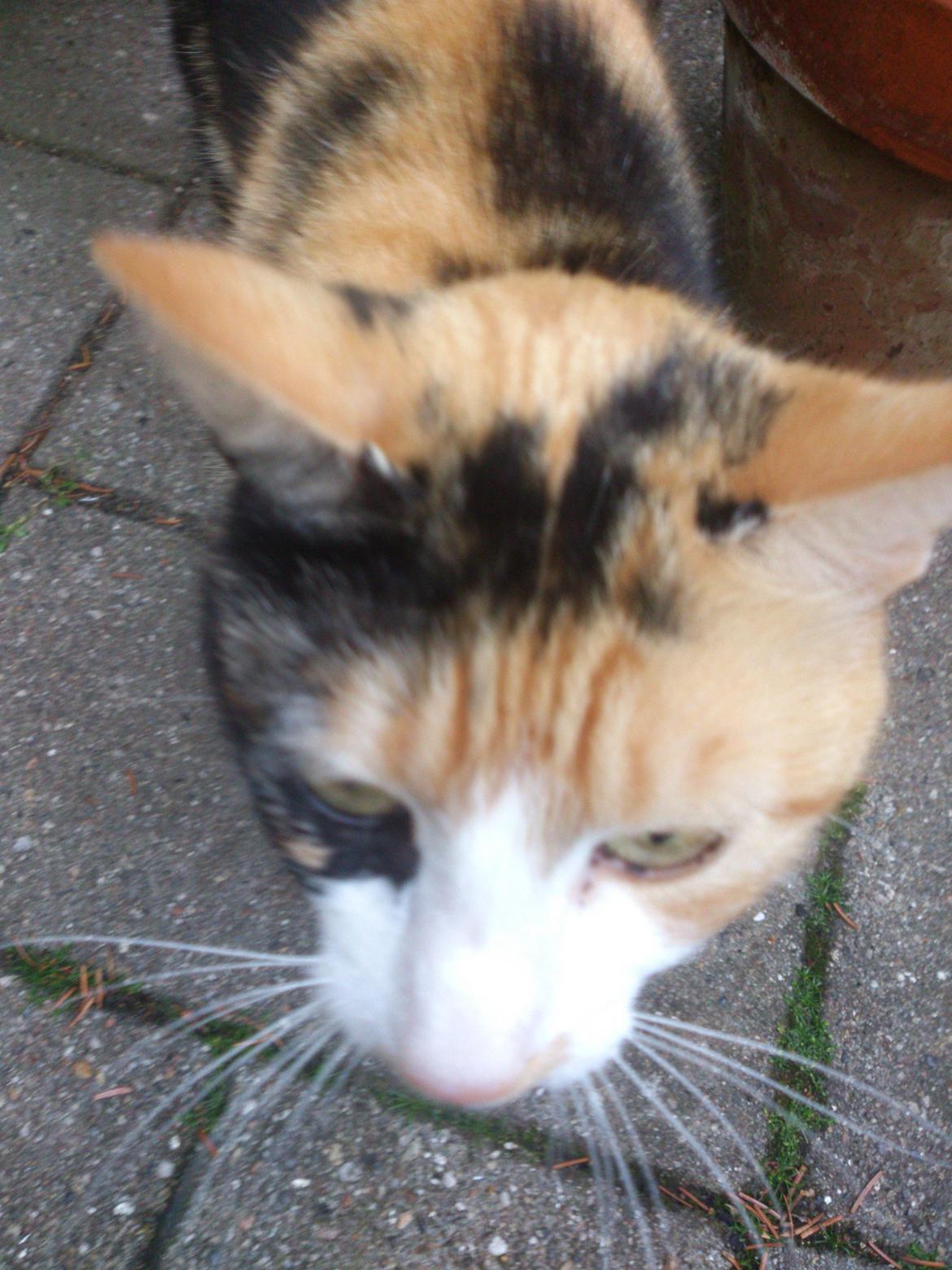 Huskat Pletti billede 4