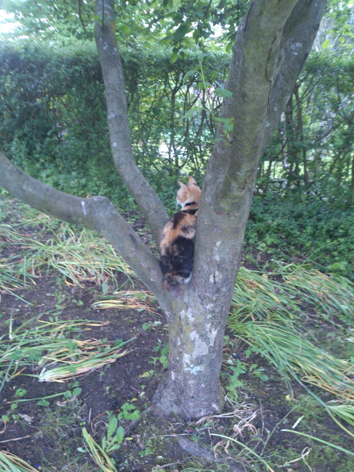 Huskat Pletti billede 6