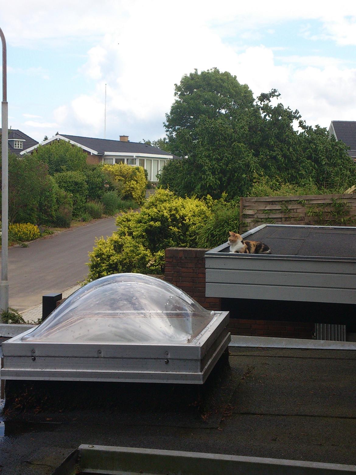 Huskat Pletti billede 7