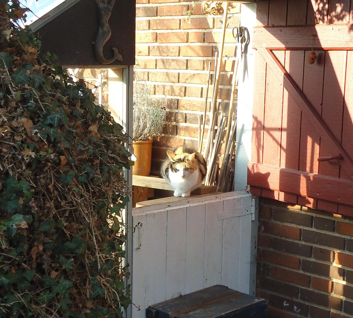 Huskat Pletti billede 8