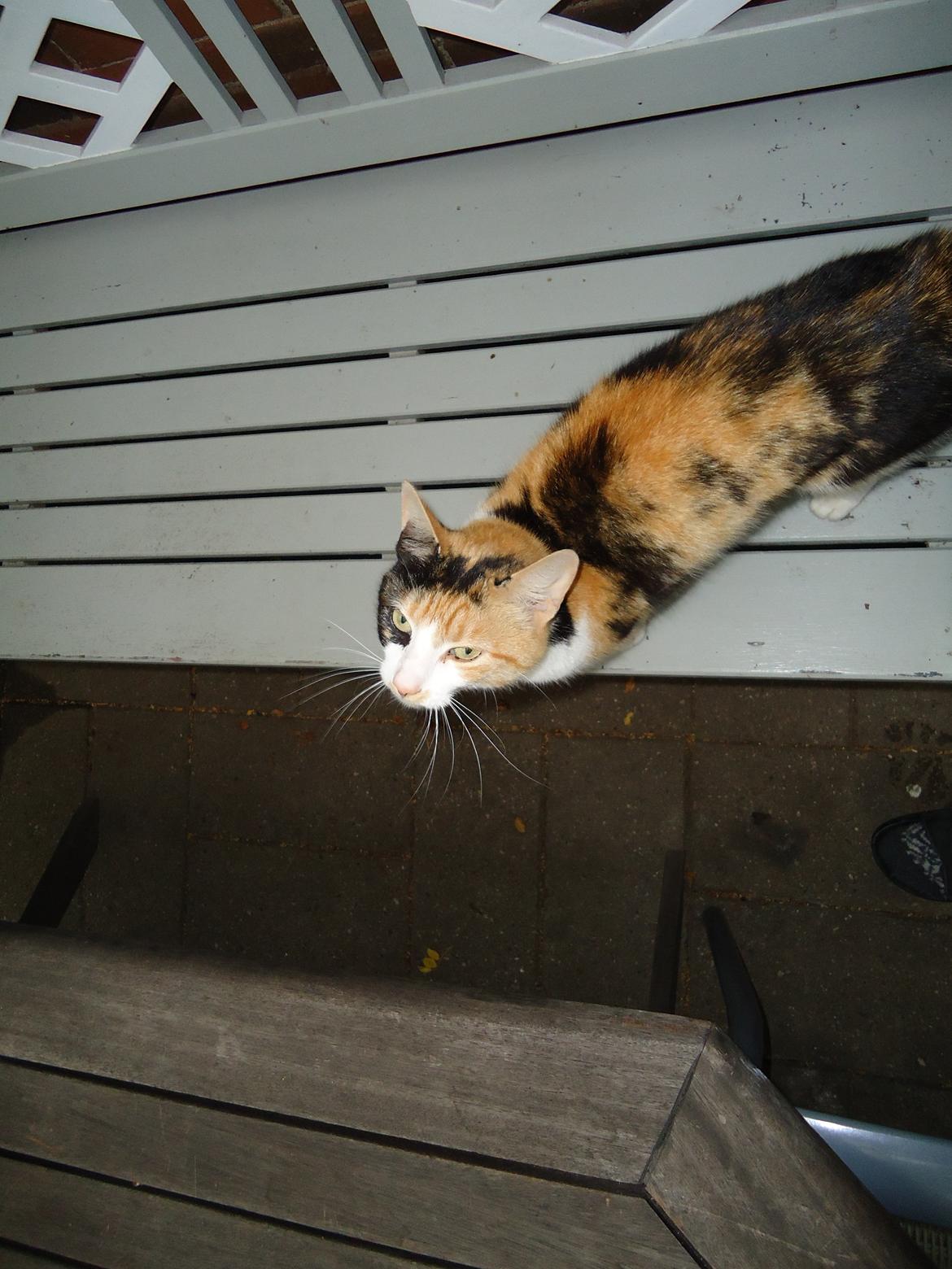 Huskat Pletti billede 9