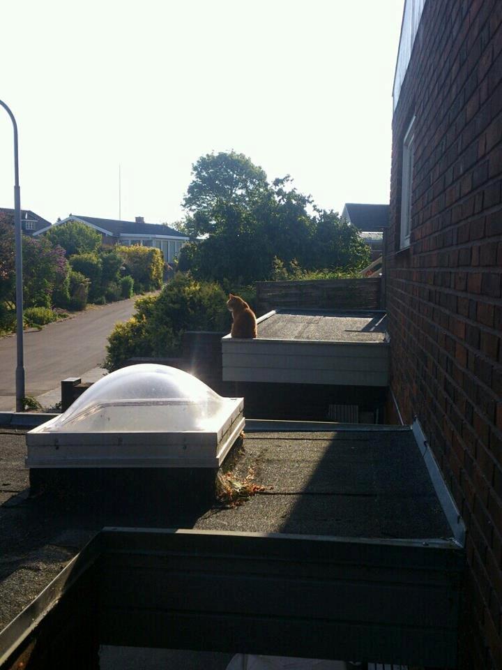 Huskat Numa billede 2