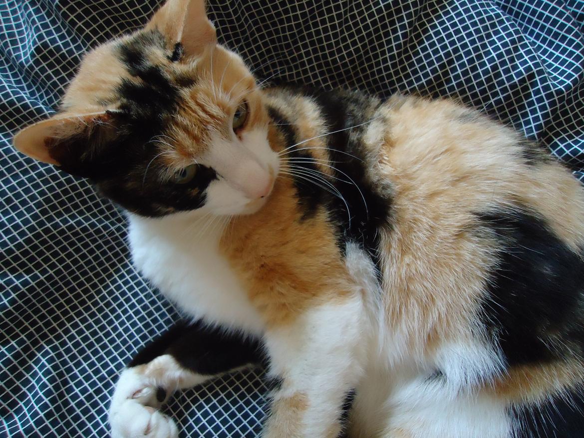 Huskat Pletti billede 3