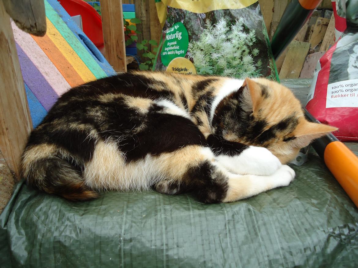 Huskat Pletti billede 12