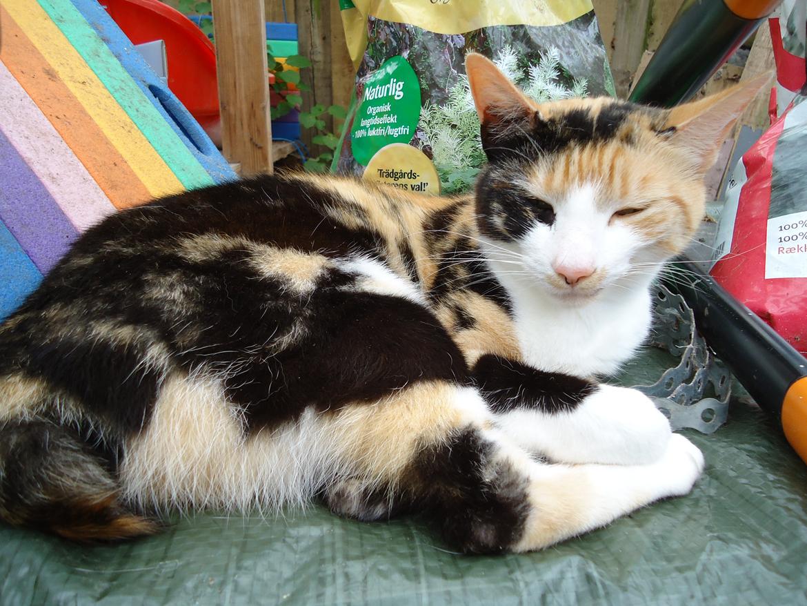 Huskat Pletti billede 13