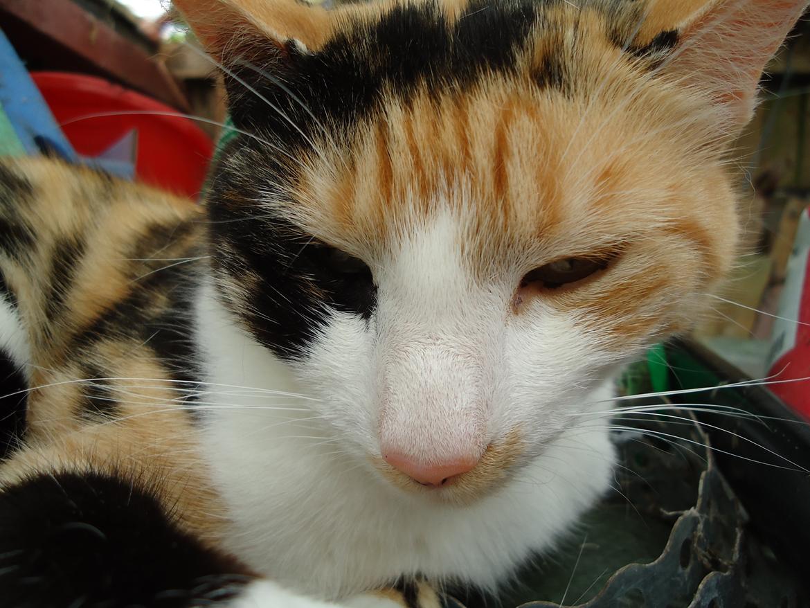 Huskat Pletti billede 1