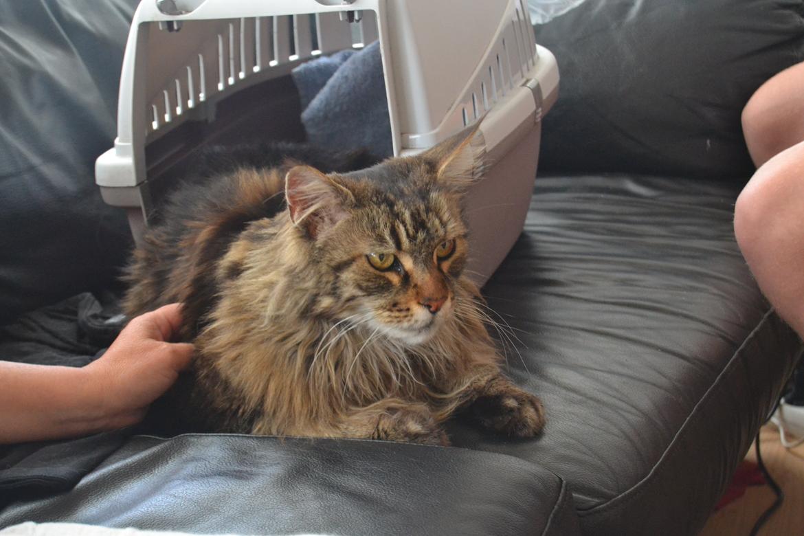 Maine Coon Ludwig billede 1