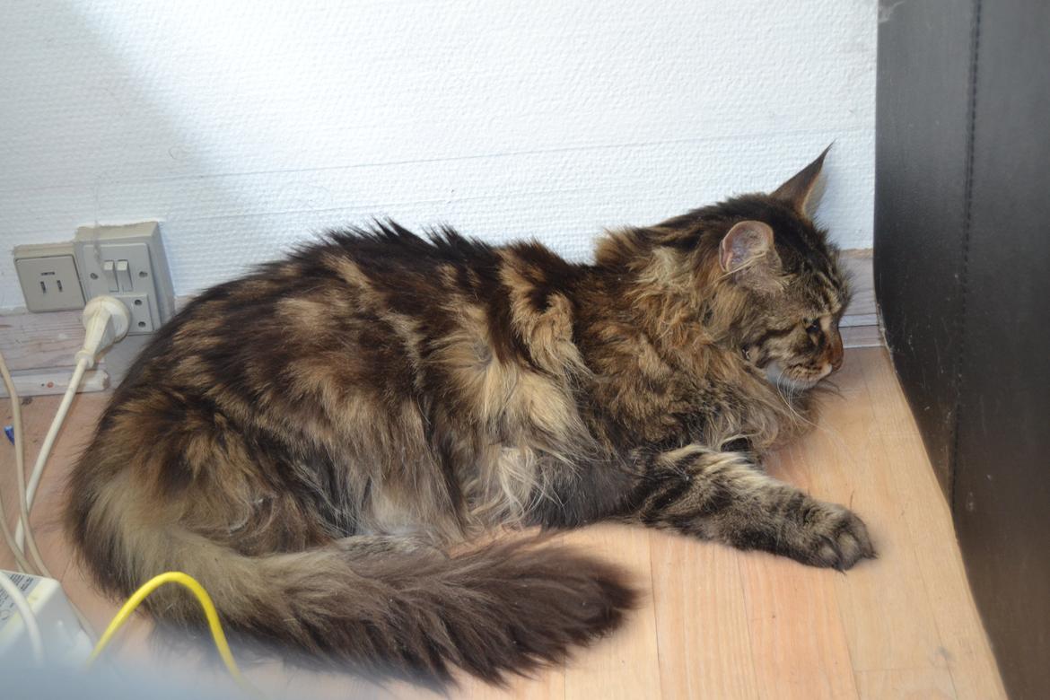 Maine Coon Ludwig billede 2