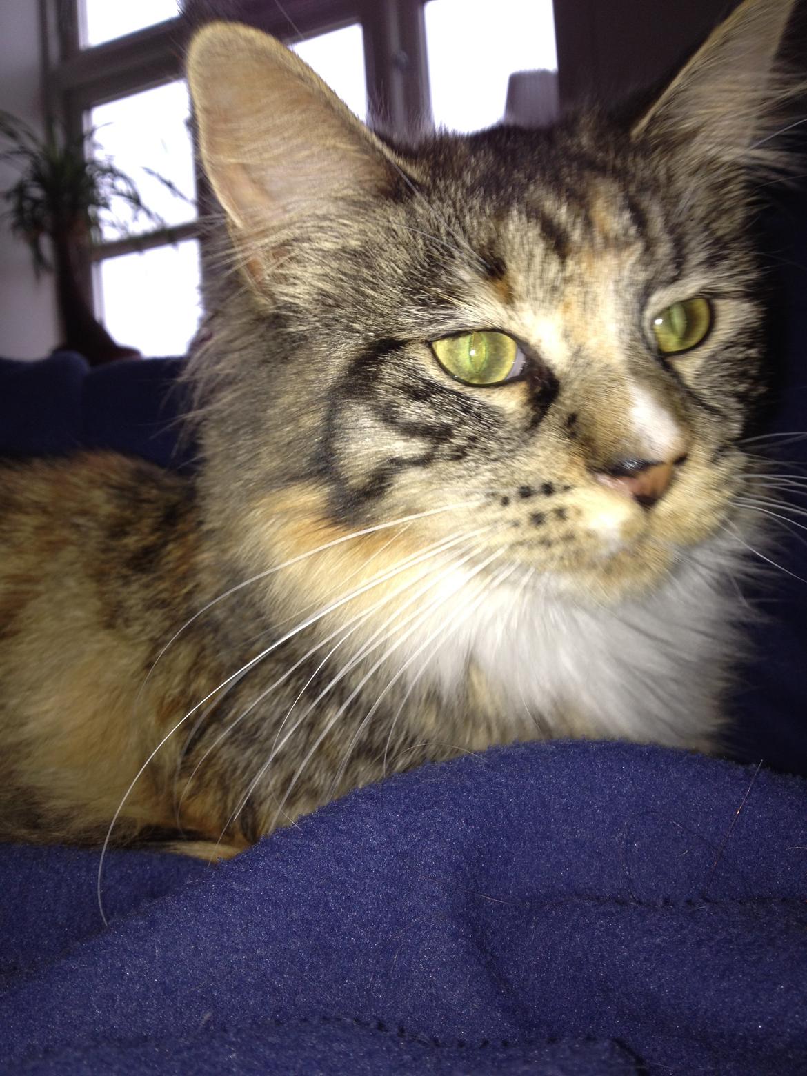 Maine Coon Mangooza aka. Mango P. billede 10