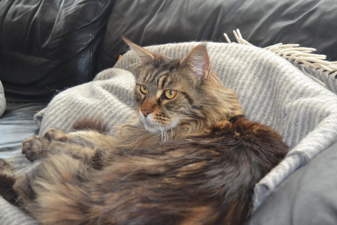 Maine Coon Ludwig billede 3