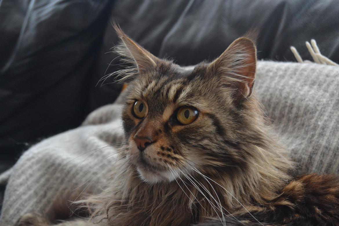 Maine Coon Ludwig billede 4