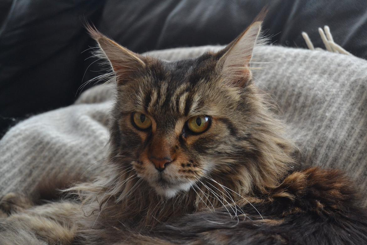 Maine Coon Ludwig billede 5