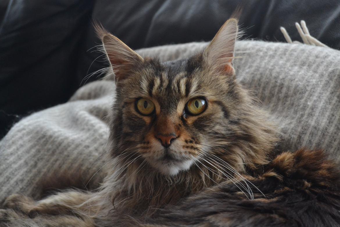 Maine Coon Ludwig billede 6
