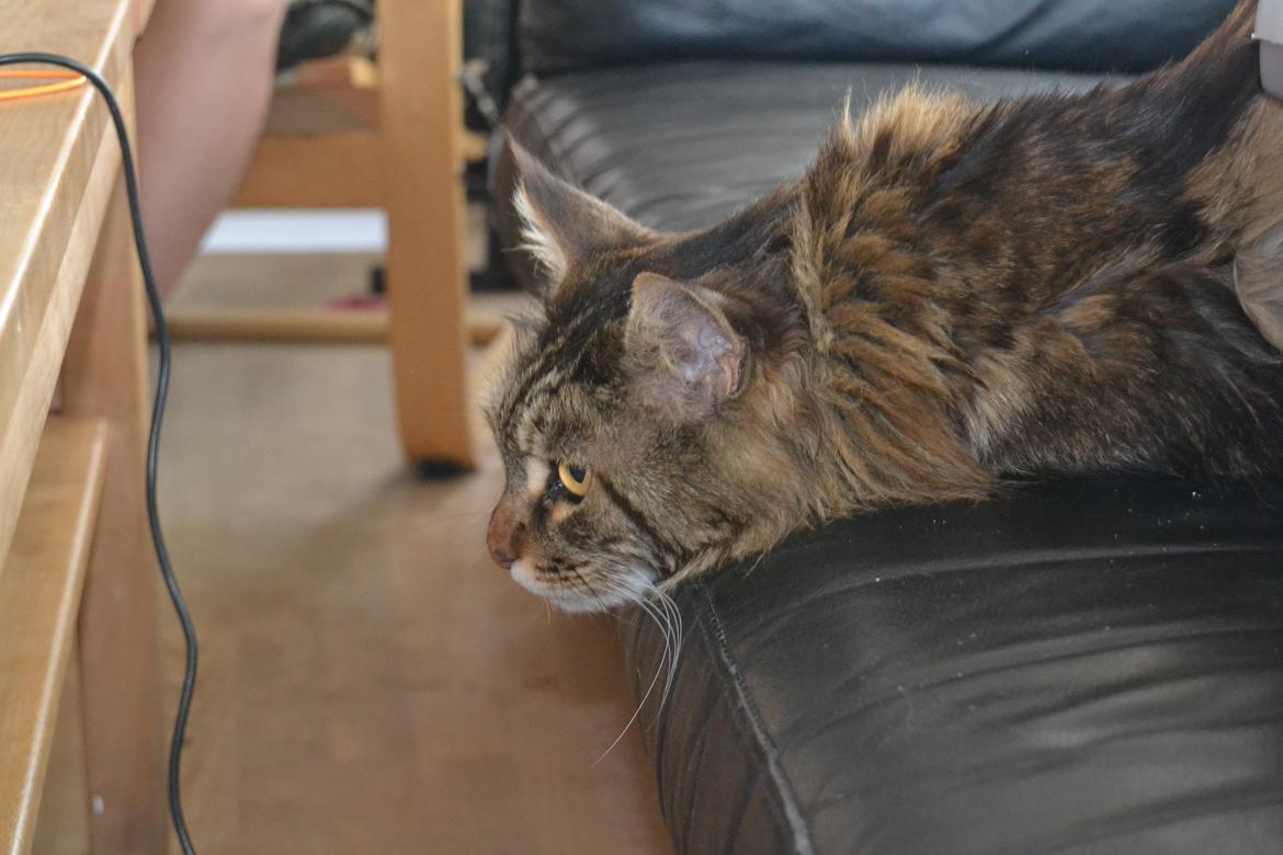 Maine Coon Ludwig billede 7