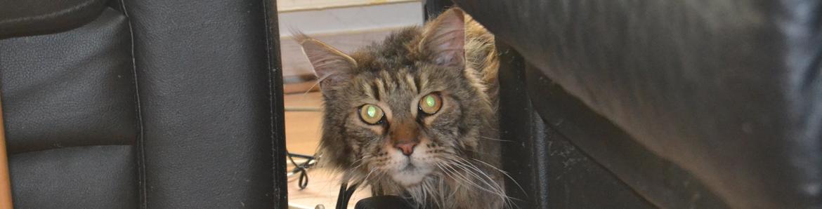 Maine Coon Ludwig billede 8