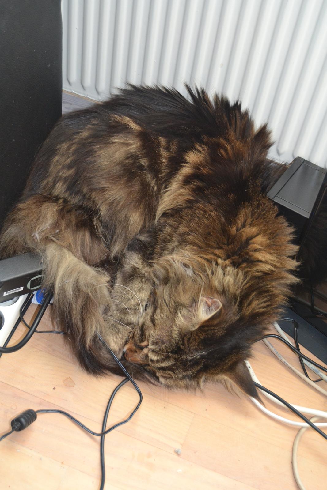 Maine Coon Ludwig billede 9