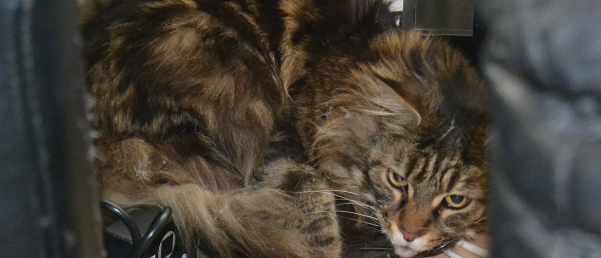 Maine Coon Ludwig billede 10