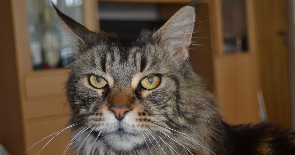 Maine Coon Ludwig billede 11