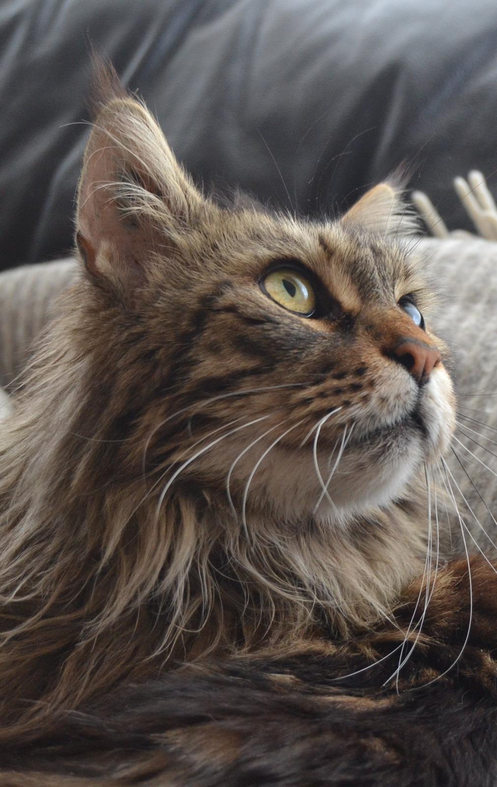 Maine Coon Ludwig billede 12