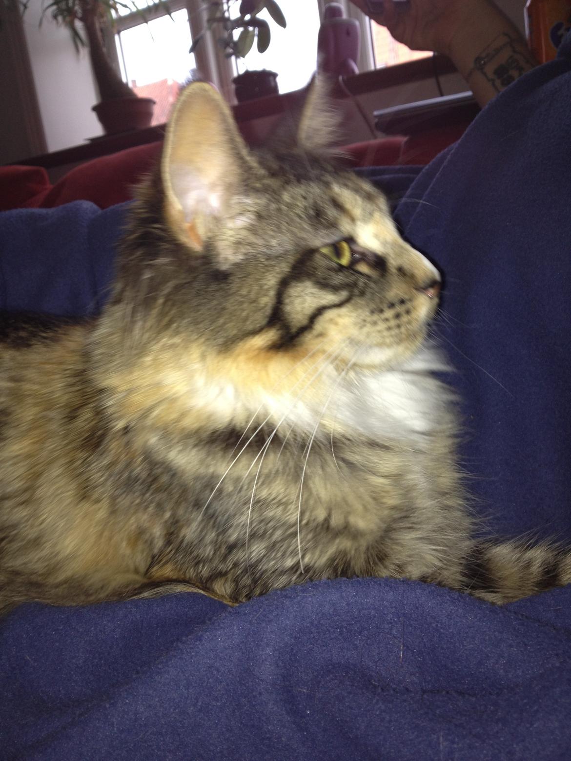 Maine Coon Mangooza aka. Mango P. billede 11