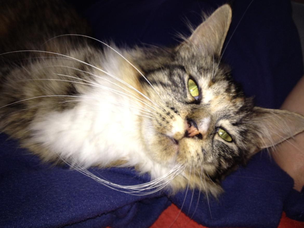 Maine Coon Mangooza aka. Mango P. - nus mig!!!! billede 12