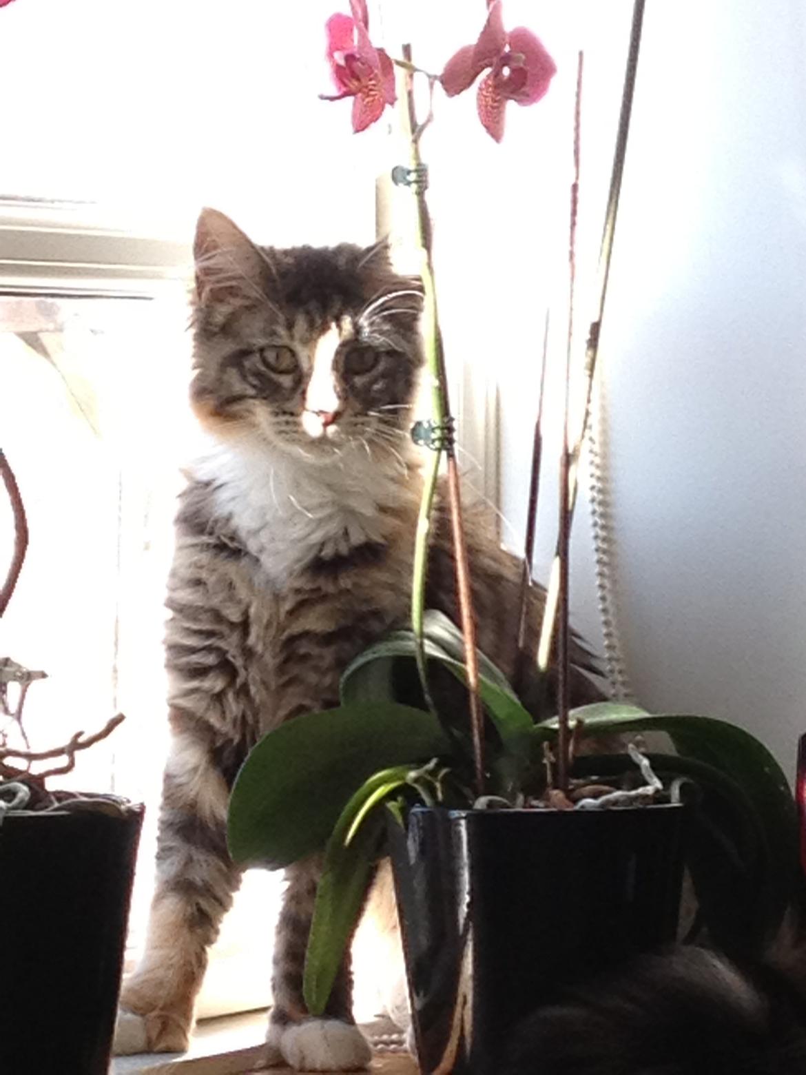 Maine Coon Mangooza aka. Mango P. - Gemmer mig lige bag blomsten, for så kan de ikke se hvor jeg er..
 billede 2