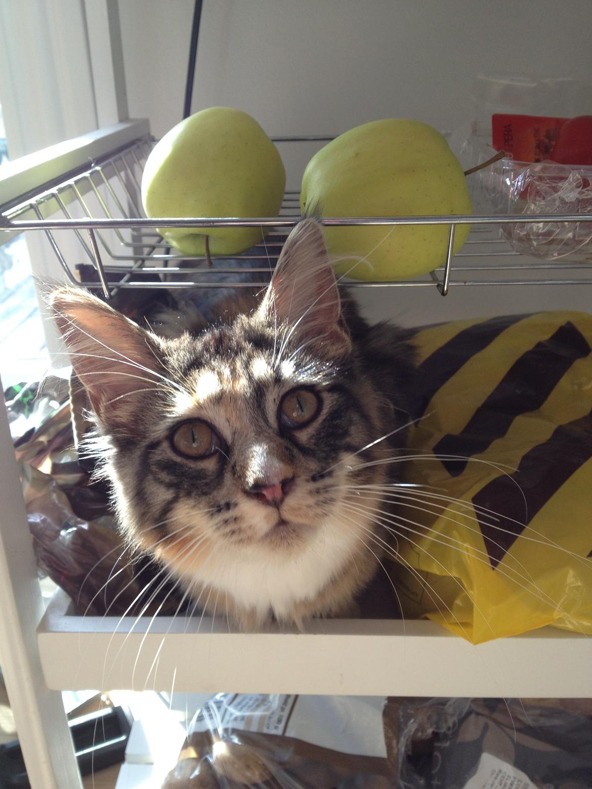 Maine Coon Mangooza aka. Mango P. - ligner jeg ikke en pose kartofler nu?? billede 13