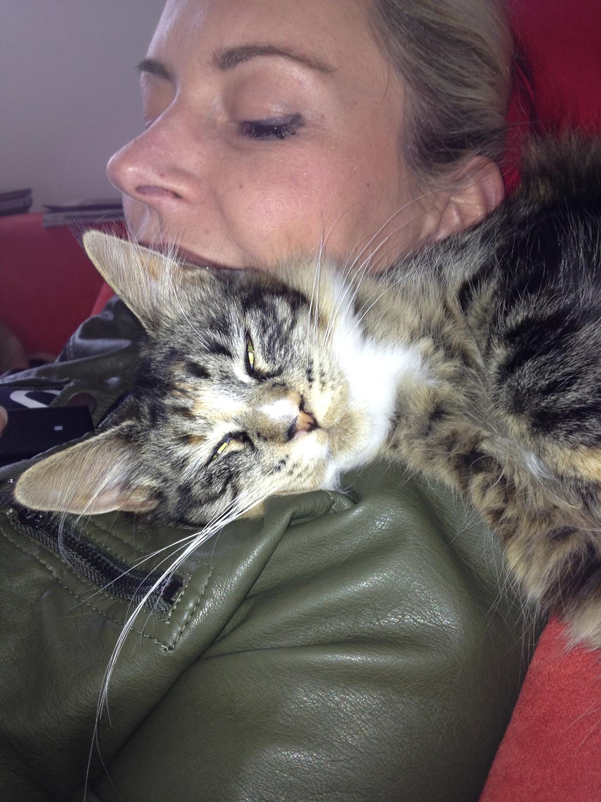 Maine Coon Mangooza aka. Mango P. - Mango elsker gæster, for så bliver man jo nusset ;-) billede 15