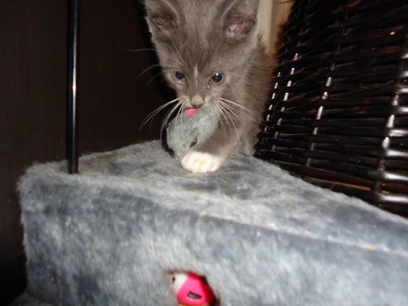 Huskat Ross - Sød mus! billede 4