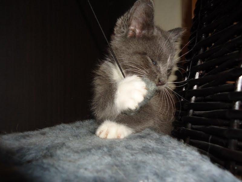 Huskat Ross billede 5