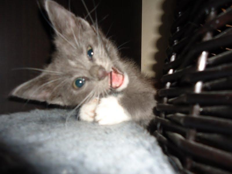 Huskat Ross - Grrr! Den skal ædes!! billede 2