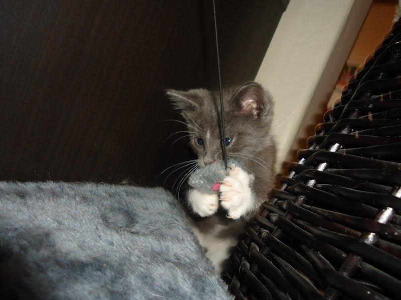 Huskat Ross billede 6