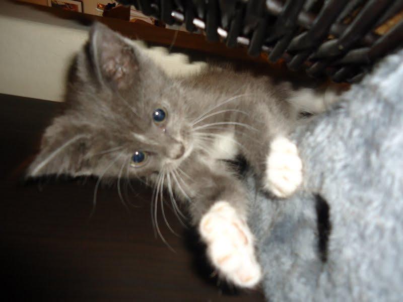 Huskat Ross billede 7