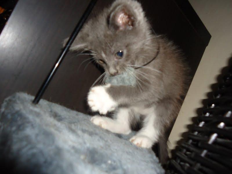 Huskat Ross billede 8