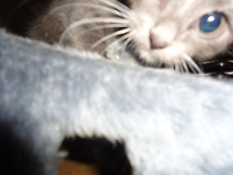 Huskat Ross - Kan det der kamera mon ædes??? billede 9