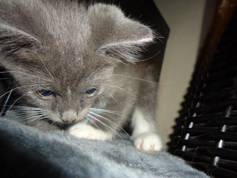 Huskat Ross billede 10