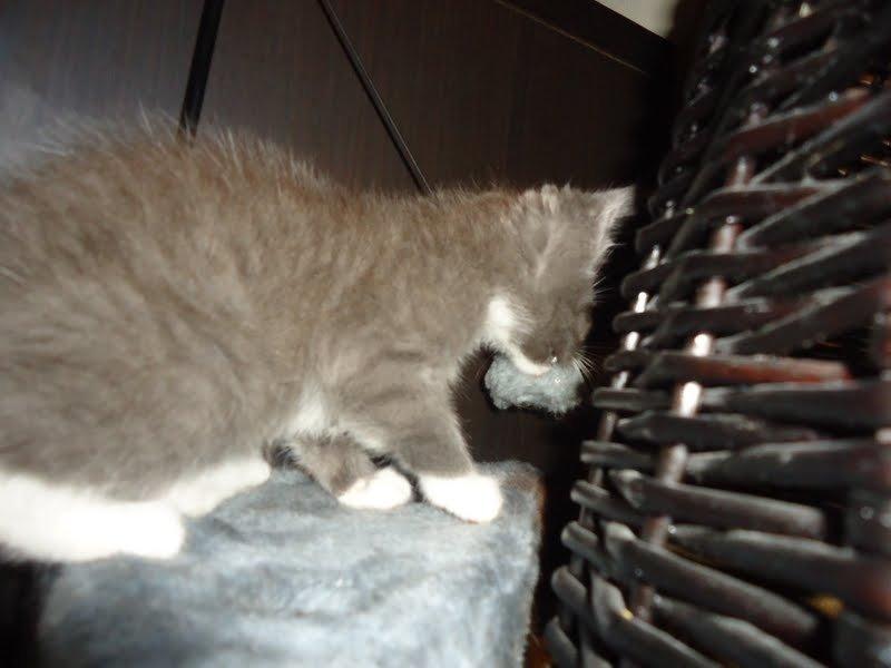 Huskat Ross billede 11