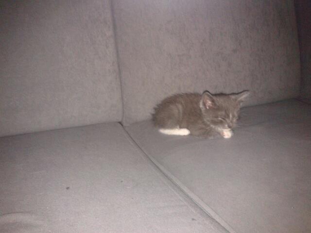 Huskat Ross billede 12