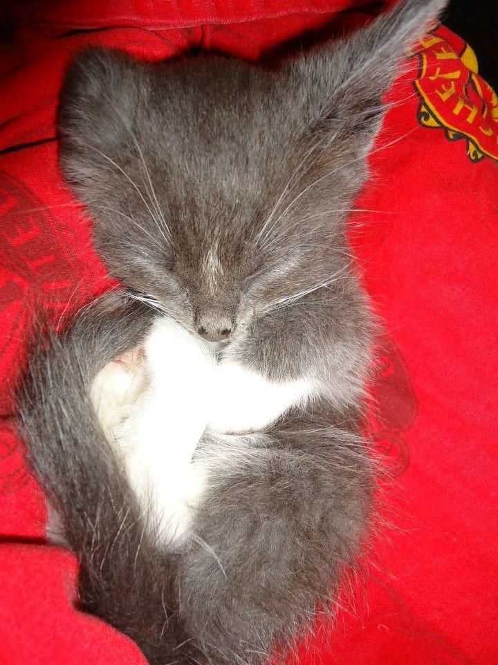 Huskat Ross billede 13