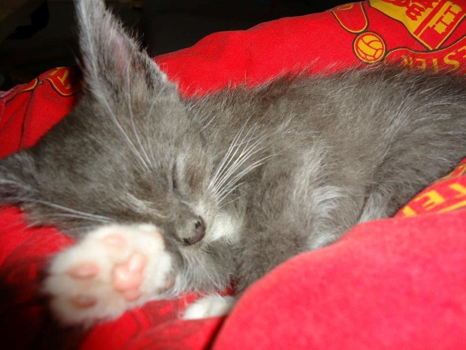 Huskat Ross billede 14