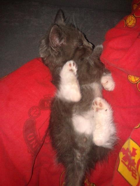 Huskat Ross billede 15