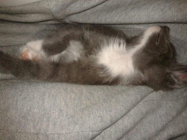 Huskat Ross - ZzzZzzzzZZ! Han er helt væk! <3 billede 16