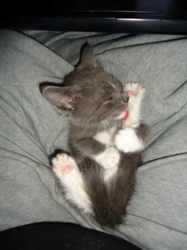 Huskat Ross - I bad! billede 17