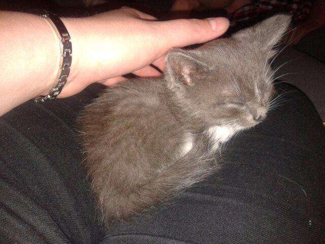 Huskat Ross - Den første lur efter ankomsten til sit nye hjem! <3 billede 18