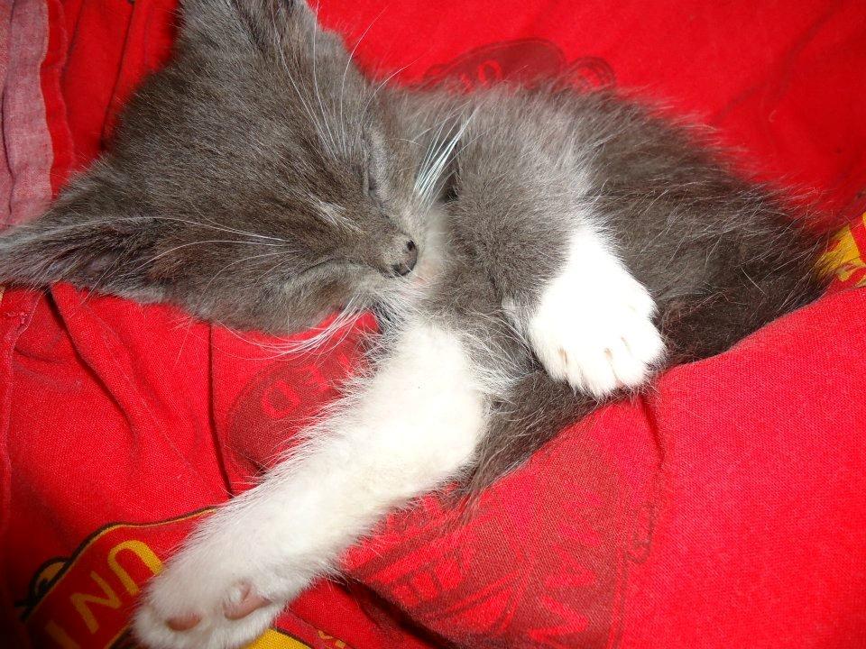 Huskat Ross billede 19